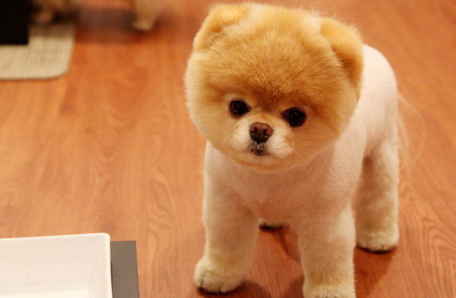 養狗有助減壓 還能護心？ 11